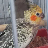 عروس هلندی جفت نرو ماده|پرنده|پاکدشت, شهرک امام رضا|دیوار