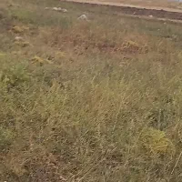 خدمات تراکتور خرمن کوبی سمپاشی شخم زنی کاشت