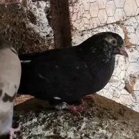 سرورپرشی|پرنده|مبارکه, |دیوار