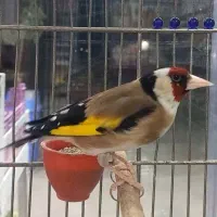 سهره نر مست