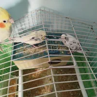 عروس هلندی و مرغ عشق