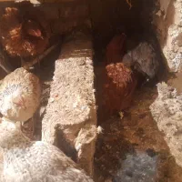 تعدادی حیوانات مزرعه مرغ و خروس و...|حیوانات مزرعه|سنگدوین, |دیوار