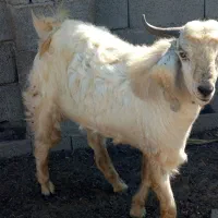 چپش یک سال چاق ۲۰کیلو گوشت داره