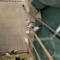 کفتر|پرنده|سمنان, |دیوار