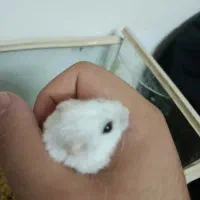 همستر مینی|موش و خرگوش|کرمانشاه, |دیوار