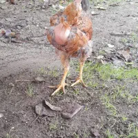 خروس و نیمچه گردن لختی و معمولی|حیوانات مزرعه|تالش, جوکندان|دیوار