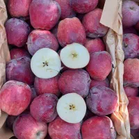 اجاره باغ سیب شما