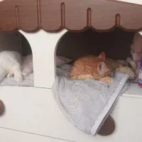 پرشین ۵ ماهه نر|گربه|تهران, مجیدآباد|دیوار