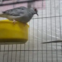 فنچ طوطی سهره|پرنده|تهران, تهرانسر شرقی|دیوار