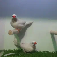 فنچ کراوات|پرنده|تهران, زنجان جنوبی|دیوار