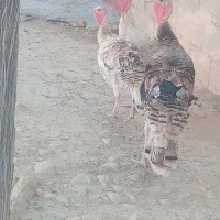 4000000|حیوانات مزرعه|مارگون, |دیوار