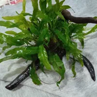 گیاه اکواریوم