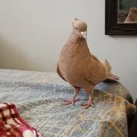 کبوتر زرد کاکولی نر