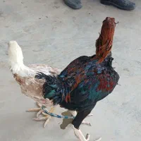 تعدادی مرغ و خروس اصالت دار  لاری برای فروش داریم