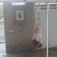 ذبح و کشتار گوسفند در مراسمات و پذیرایی...