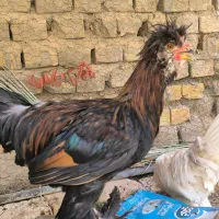 مرغ و خروس زینتی و خانگی سیاه