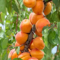 سیب الو زردآلو کیوی بلوبری کامکوات دراگون