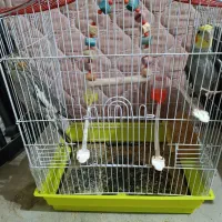 عروس هلندی نر و ماده معاوضه با کفتر|پرنده|مشهد, شهید قربانی|دیوار