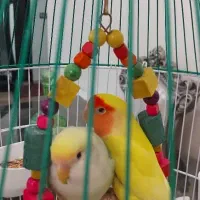 طوطی برزیلی جفت|پرنده|تهران, جمال‌زاده|دیوار