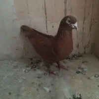 کبوتر|پرنده|مراغه, |دیوار