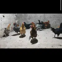 حیوانات خانگی م ر غ