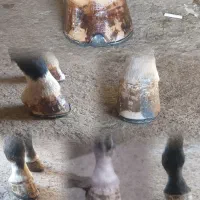 نعلبندی و قیار