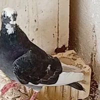 کبوتر|پرنده|خورموج, |دیوار