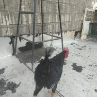 خروس سیاه