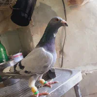 سه تا آلمانی درجه یک|پرنده|بردسکن, |دیوار