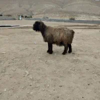 میش اصل دوبر بختیاری