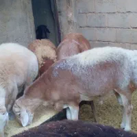 قوچ چینی|حیوانات مزرعه|راور, |دیوار