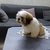 توله سوپر فلت|سگ|کهریزک, |دیوار