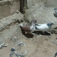 کبوتر گرفتنی|پرنده|زابل, |دیوار