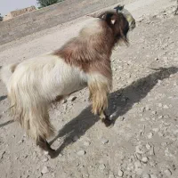 نری درجه یک|حیوانات مزرعه|فورگ, |دیوار