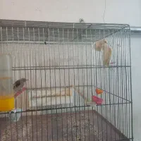 قناری ماده جفتی سهره کار داده|پرنده|اردبیل, |دیوار