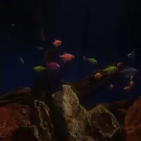 آکواریوم|ماهی|پاکدشت, پاکدشت (مامازند)|دیوار