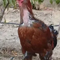 خروس لاری|حیوانات مزرعه|بومهن, |دیوار