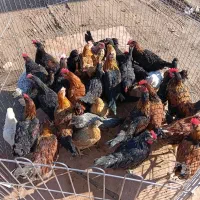 مرغ تخمگزارسفید   ومرغ وخروس محلی اصیل