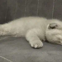 اسکاتیش فولد و استریت دو سر شجره فول