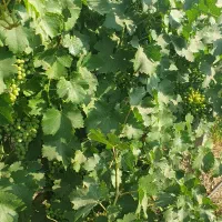 باغ-و-زمین-کشاورزی