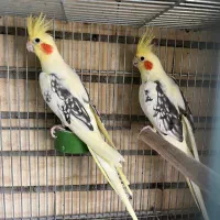 عروس هلندی دو‌کت