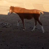 کره مادیان 7ماهه|اسب و تجهیزات اسبسواری|الشتر, |دیوار