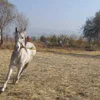 اسب یهسر عرب