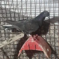 لوت‌