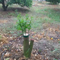 پیوند حرفه ای مرکبات