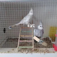 عروس هلندی مولد کمیاب