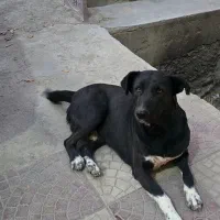 واگذاری سگ نگهبان