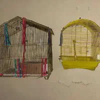 قفس مرغ عشق و عروس هلندی