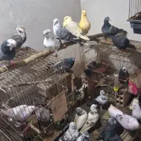 کبوتر پرشی ساعتی و زینتی بغدادی مسافتی