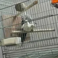 عروس هلندی نر کار داده وایت فیس